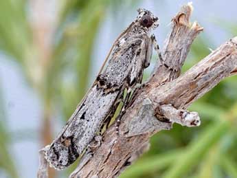 Pempelia albariella Z. adulte - �Friedmar Graf