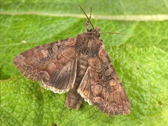 Lacanobia aliena Hb. adulte - �Philippe Mothiron