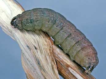  Chenille de Chersotis alpestris Bsdv. - �Helmut Deutsch