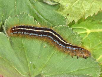  Chenille de Malacosoma alpicola Stgr - �Philippe Mothiron