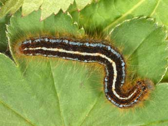  Chenille de Malacosoma alpicola Stgr - �Philippe Mothiron
