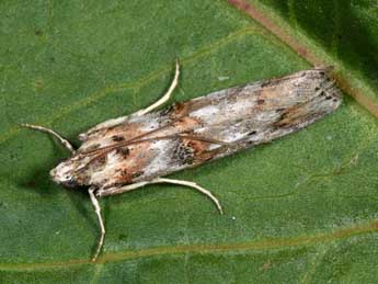 Pempelia alpigenella Dup. adulte - �Philippe Mothiron