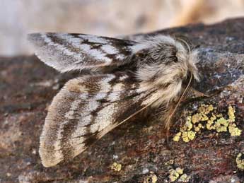 Lycia alpina Sulz. adulte - �Lionel Taurand