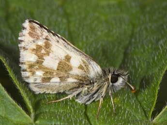 Pyrgus alveus Hb. adulte - �Philippe Mothiron