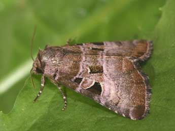 Eucarta amethystina Hb. adulte - �Philippe Mothiron