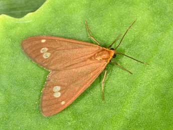 Dysauxes ancilla L. adulte - �Philippe Mothiron