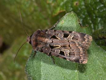 Chersotis andereggii Bsdv. adulte - �Philippe Mothiron