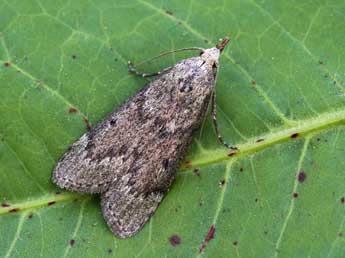 Lamoria anella D. & S. adulte - �Lionel Taurand