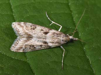 Eudonia angustea Curt. adulte - �Philippe Mothiron