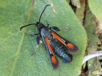 Pyropteron chrysidiforme Esp. adulte - �Lionel Taurand