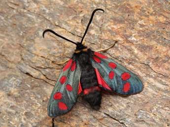 Zygaena anthyllidis Bsdv. adulte - �Lionel Taurand