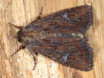 Apamea aquila Donz. adulte - �Wolfgang Wagner, www.pyrgus.de