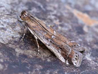 Pempeliella ardosiella Rag. adulte - �Lionel Taurand