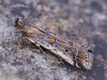 Pempeliella ardosiella Rag. adulte - �Lionel Taurand