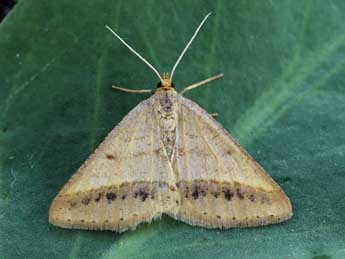 Isturgia arenacearia D. & S. adulte - �Lionel Taurand