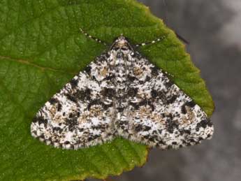 Fagivorina arenaria Hfn. adulte - �Philippe Mothiron