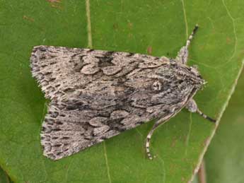 Xylocampa areola Esp. adulte - �Philippe Mothiron