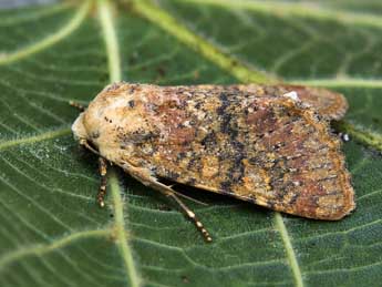 Polymixis argillaceago Hb. adulte - �Lionel Taurand