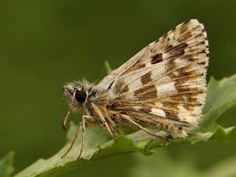 Pyrgus armoricanus Obth. adulte - �Lionel Taurand