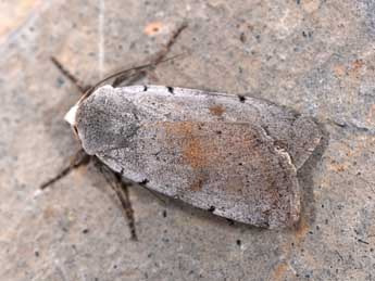 Xestia ashworthii Dbld. adulte - �Philippe Mothiron