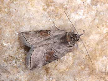 Nycteola asiatica Kroul. adulte - �Philippe Mothiron