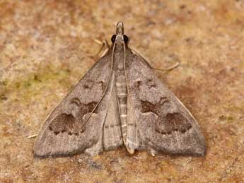 Mecyna asinalis Hb. adulte - �Lionel Taurand