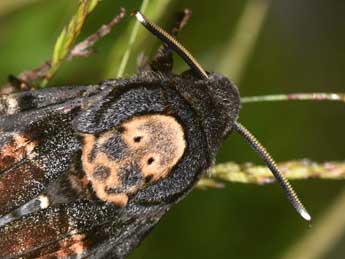 Acherontia atropos L. adulte - �Philippe Mothiron