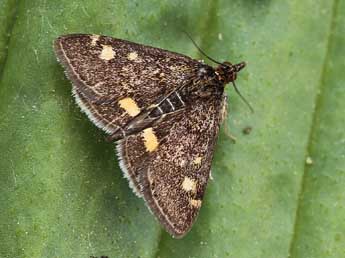 Pyrausta aurata Scop. adulte - �Lionel Taurand