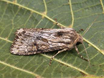 Aporophyla australis Bsdv. adulte - �Lionel Taurand