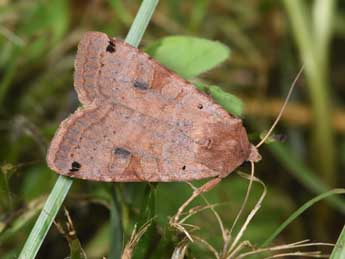 Xestia baja D. & S. adulte - �Philippe Mothiron