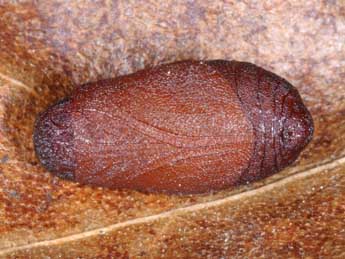  Chrysalide de Tomares ballus F. - �Wolfgang Wagner, www.pyrgus.de