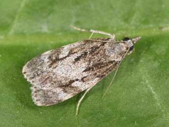 Scoparia basistrigalis Knaggs adulte - �Philippe Mothiron