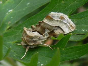 Euchalcia bellieri Kirby adulte - �Philippe Mothiron