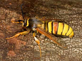 Sesia bembeciformis Hb. adulte - �Theo Garrevoet