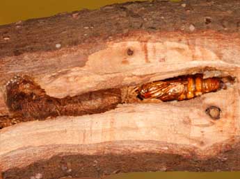  Chrysalide de Sesia bembeciformis Hb. - �Theo Garrevoet