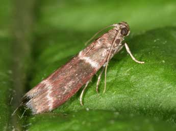 Cryptoblabes bistriga Hw. adulte - �Philippe Mothiron