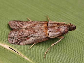 Acrobasis bithynella Z. adulte - �Lionel Taurand