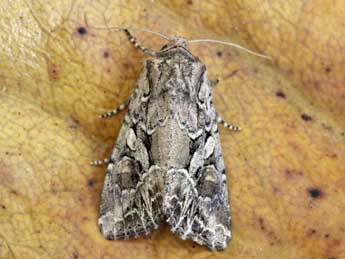 Lacanobia blenna Hb. adulte - �Jean-Paul Coat