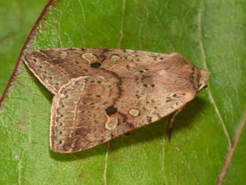 Leptologia blidaensis Stertz adulte - �Philippe Mothiron