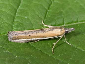 Pima boisduvaliella Gn. adulte - �Philippe Mothiron