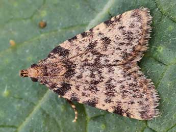 Aglossa brabanti Rag. adulte - �Lionel Taurand