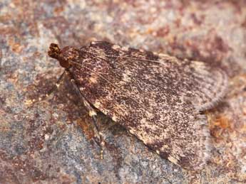 Aglossa brabanti Rag. adulte - �Lionel Taurand