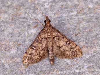 Dolicharthria bruguieralis Dup. adulte - �Lionel Taurand