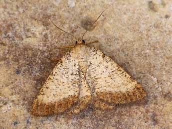 Selidosema brunnearia Vill. adulte - �Lionel Taurand