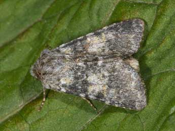 Hadena caesia D. & S. adulte - �Philippe Mothiron