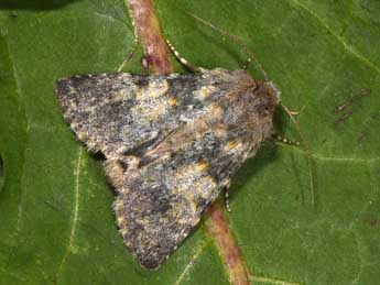 Hadena caesia D. & S. adulte - �Philippe Mothiron