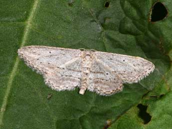 Idaea calunetaria Stgr adulte - �Philippe Mothiron