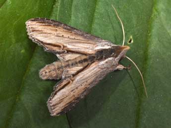 Cucullia caninae Rbr adulte - �Philippe Mothiron