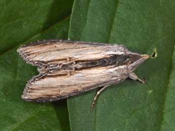 Cucullia caninae Rbr adulte - �Philippe Mothiron