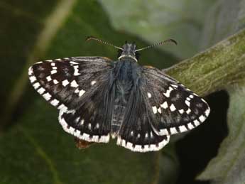 Pyrgus carthami Hb. adulte - �Philippe Mothiron